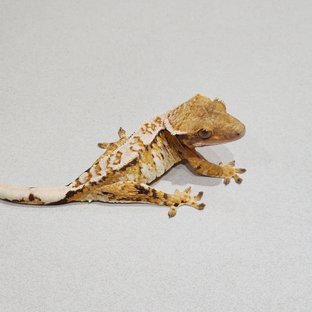White Crown Tri Extreme Harlequin White Spot
