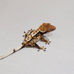 White Pin Tri Extreme Harlequin White Spot