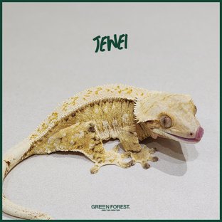 주얼