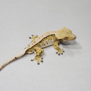 Tri Extreme Harlequin Barb