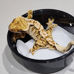 White Crown Tri Extreme Harlequin