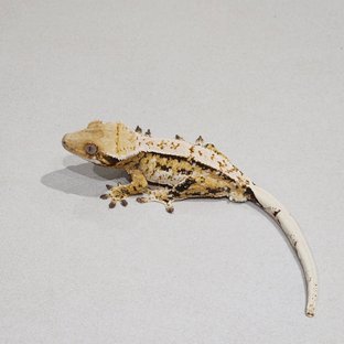 Tri Extreme Harlequin White Spot White Pin