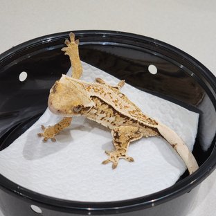 Drippy Tri Extreme Harlequin White Crown White Spot