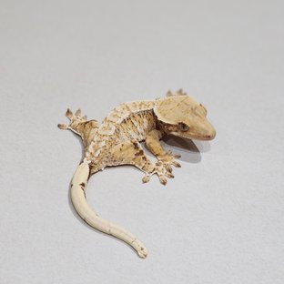 Tri Extreme Harlequin White Pin White Spot Drippy