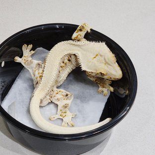 Solid Back Lilly White