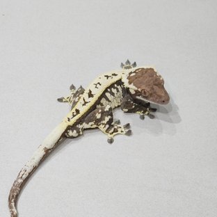 Tri Full Pinstripe Cappuccino White Pin White Spot