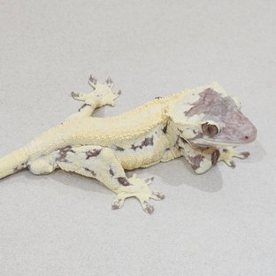 Feedle | Import your Geckos & Reptiles