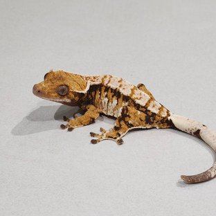 라포