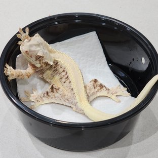 Solid Back Lilly White