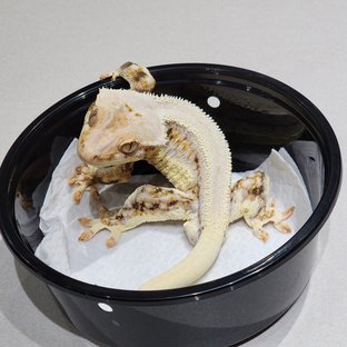 Solid Back Lilly White