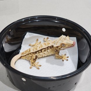 Drippy Quad White Spot