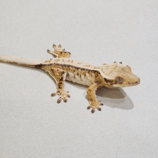 Drippy White Crown Tri Extreme Harlequin White Spot