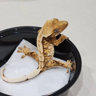 Tri Extreme Harlequin White Spot