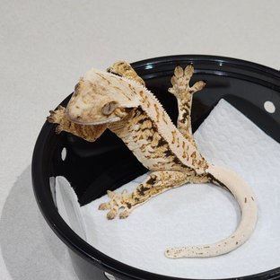 White Crown Drippy Tri Extreme Harlequin White Spot