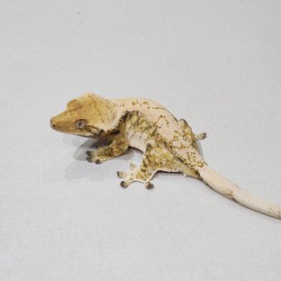 Tri Extreme Harlequin White Spot Zengex White Pin Drippy