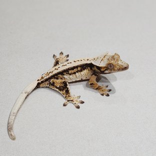 풀핀 드리피 트라이 익스트림할리퀸