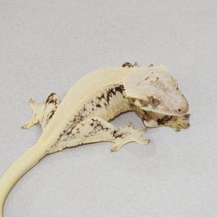 Lilly White Solid Back Panda