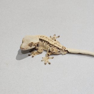 Drippy Tri Extreme Harlequin White Spot