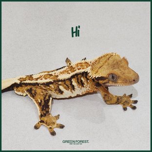 하이