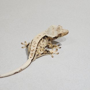 Full Pinstripe Tri Extreme Harlequin White Spot White Pin