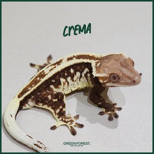 크레마