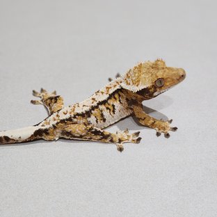 White Crown Tri Extreme Harlequin White Spot