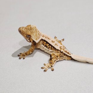 마하장가