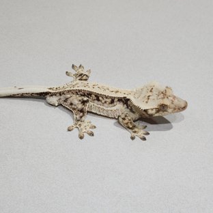 풀핀 드리피 화이트스팟 쿼드