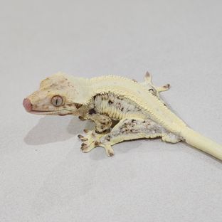 릴리화이트 트라이 판다 젠젝스