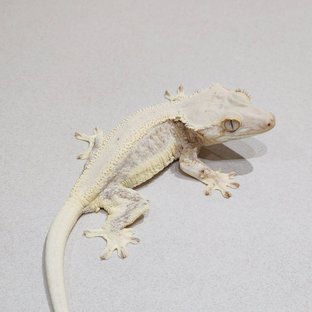 오페라