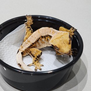 Drippy Tri Extreme Harlequin White Spot White Crown White Pin