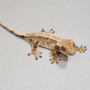 Drippy Quad Tri White Spot White Crown White Pin