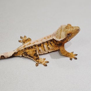 Drippy Tri Extreme Harlequin White Pin