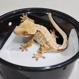 Drippy Tri Extreme Harlequin White Spot White Crown