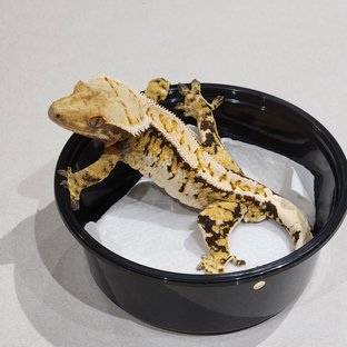 White Crown White Pin Tri Extreme Harlequin White Spot