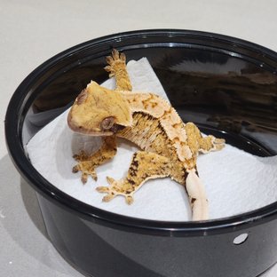 White Crown Drippy White Spot