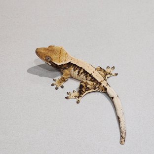 트라이 익스트림할리퀸