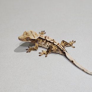 트라이 익스트림할리퀸 화이트스팟