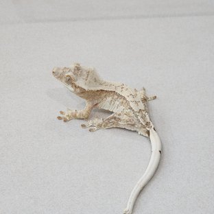 Cream Drippy White Spot