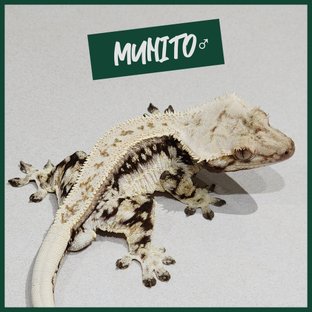 무니토