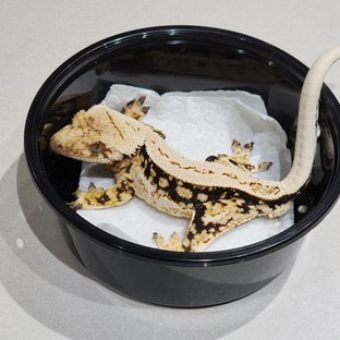 Full Pinstripe Drippy Quad White Spot