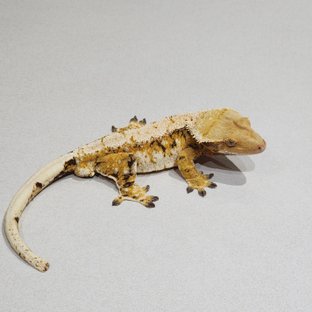 트라이 익스트림할리퀸 화이트핀 화이트스팟 화이트크라운