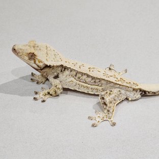 Quad Drippy White Spot Full Pinstripe