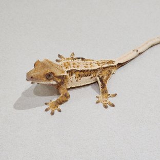 White Crown White Pin Tri Drippy Quad White Spot