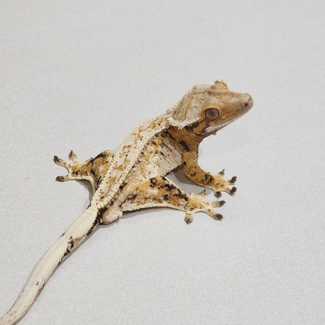 Full Pinstripe White Crown Drippy Extreme Harlequin Tri White Spot