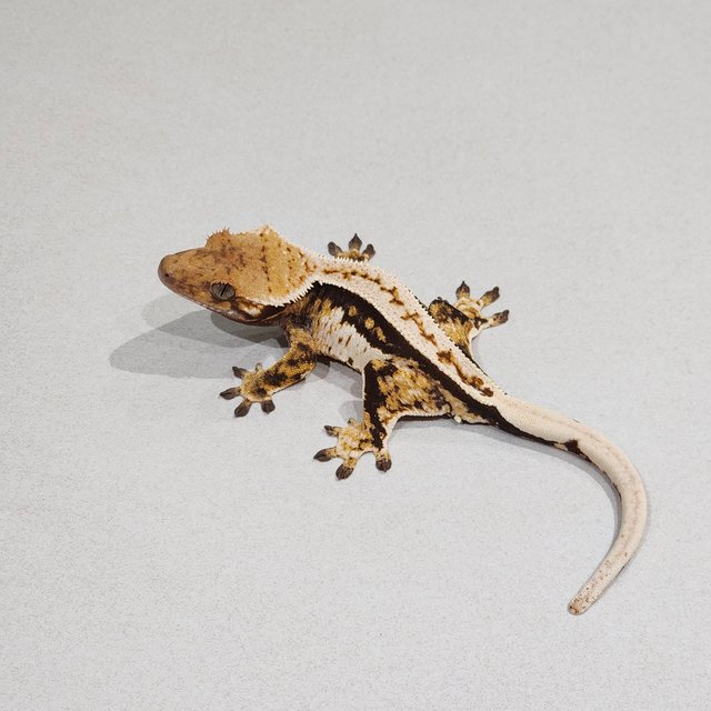 White Pin Tri Quad Full Pinstripe