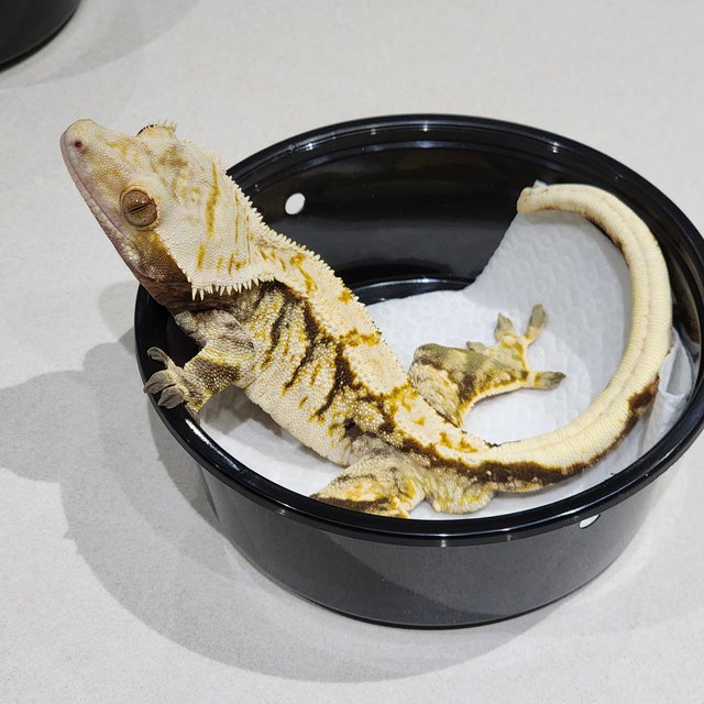 트라이 익스트림할리퀸 화이트크라운