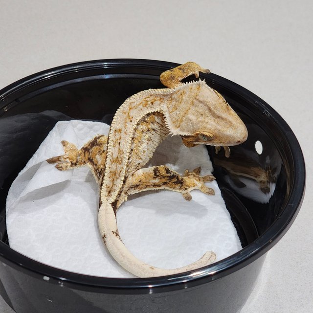 풀핀 드리피 화이트스팟 트라이 익스트림할리퀸 화이트크라운