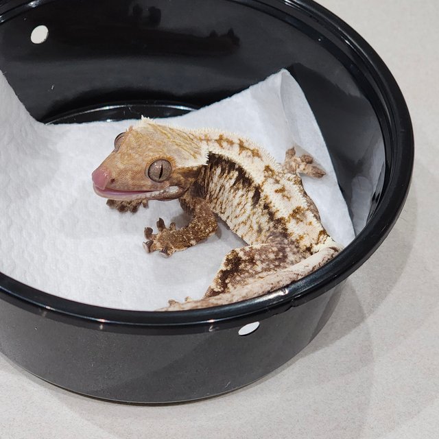 드리피 화이트스팟 화이트크라운 화이트핀 카푸치노