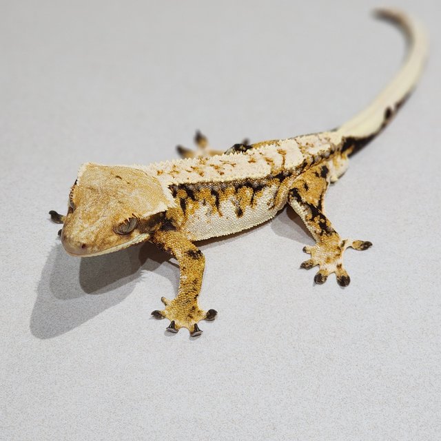 Tri Drippy White Pin White Crown Extreme Harlequin